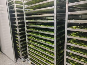 Cactus Heat Pump Dryer Dehydrator - Industrial Nopales Drying Machine