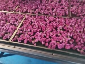 Rose Petal Heat Pump Dryer Dehydrator - Commercial Flower Drying Machine