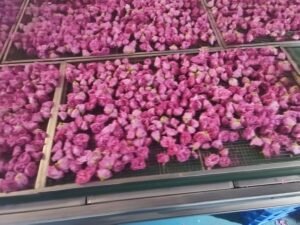 Rose Petal Heat Pump Dryer Dehydrator - Commercial Flower Drying Machine