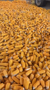 Corn Heat Pump Dryer - Industrial Grain Drying System for Maize/Corn