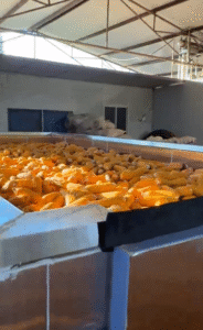 Corn Heat Pump Dryer - Industrial Grain Drying System for Maize/Corn