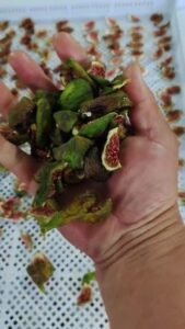 Fig Heat Pump Dryer Dehydrator - Commercial Fig Drying Machine