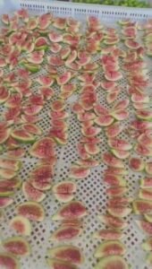 Fig Heat Pump Dryer Dehydrator - Commercial Fig Drying Machine