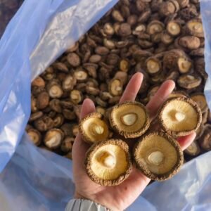 Shiitake Mushroom Heat Pump Dryer - Commercial Mushroom Dehydrator for Edible Fungi